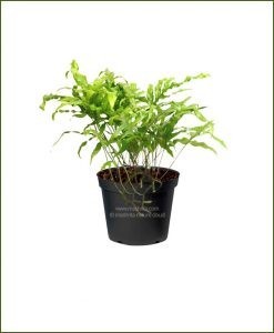 Finger-Fern-(Pyrrosia-Polydactyla)_Mashrita_Nature_Cloud