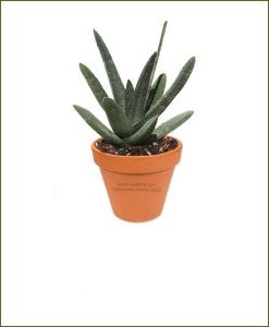 Gasteria-Batesiana-Online-Plant-Nursery