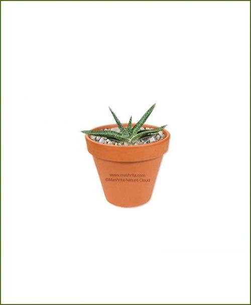 Gasteria-Carinata-Online-Plant-Nursery