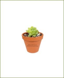 Haworthia-Cymbiformis-Online-Plant-Nursery