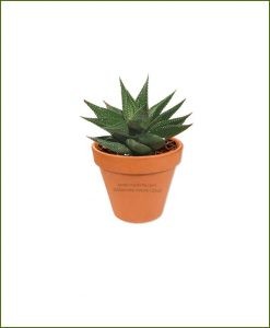 Haworthia-Petite-Resendeana-Online-Plant-Nursery