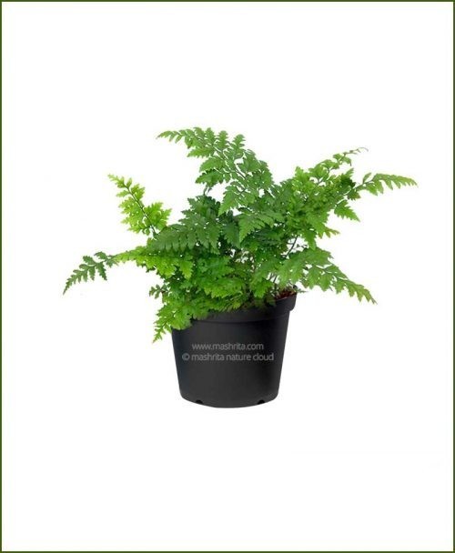 Leather-Leaf-Fern-(Rumohra-Adiantiformis)_Mashrita_Nature_Cloud