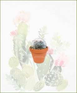 Mammillaria-Bocasana-Online-Plant-Nursery