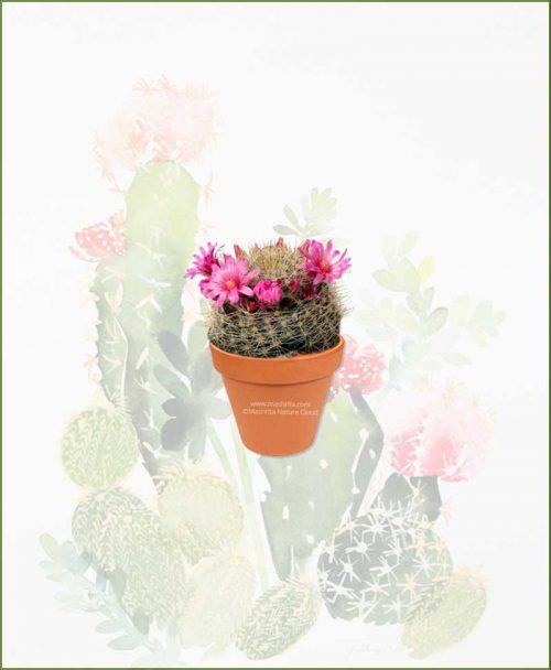 Mammillaria-Zeilmanniana-Online-Plant-Nursery