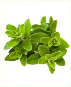 Marjoram_Mashrita_Nature_Cloud