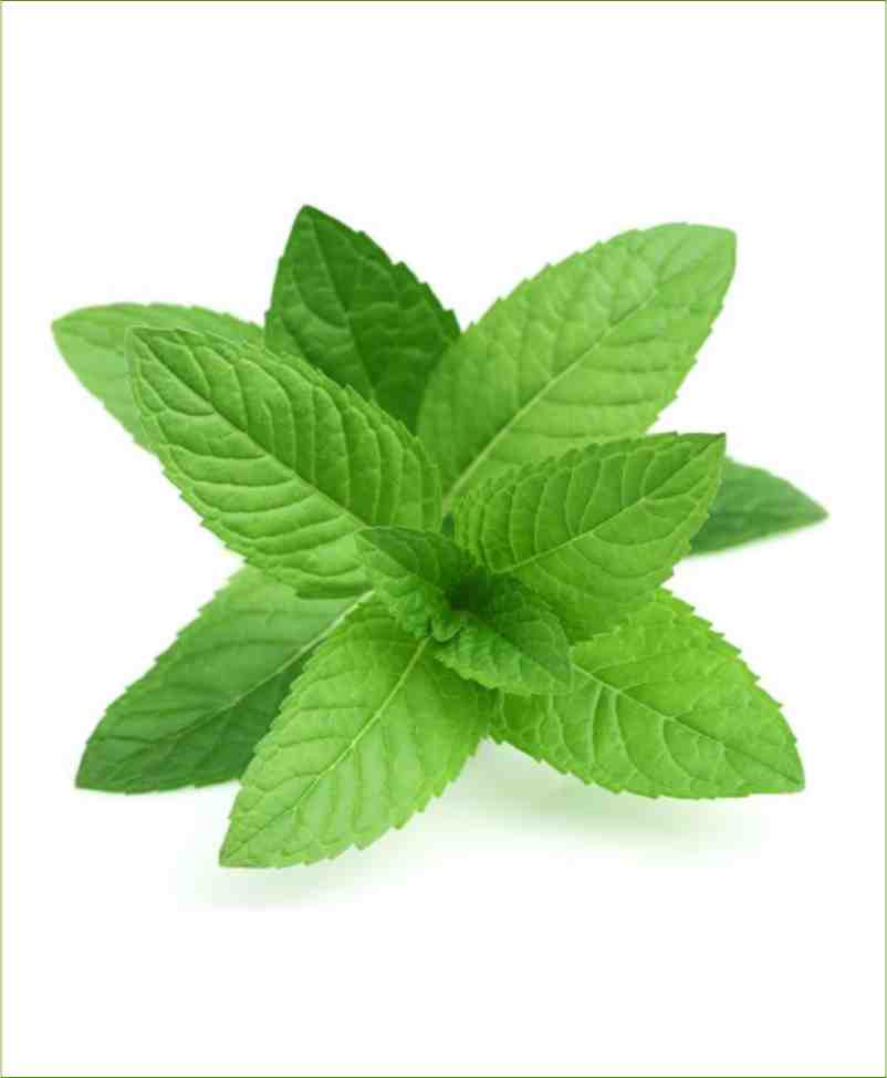 Mint (Pudina) Spearmint Potted Plant (Mentha Spicata)