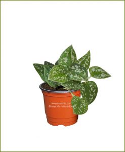 Money-Plant-Scindapsus__Mashrita_Nature_Cloud