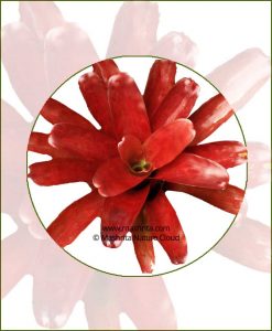 Neoregelia-Fireball-Online-Plant-Nursery