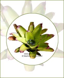 Neoregelia-Spectabilis-Online-Plant-Nursery