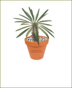 Pachypodium-Lamerei-Online-Plant-Nursery