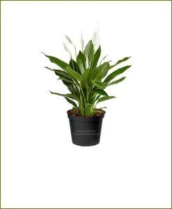 Peace Lily Petite (Spathiphyllum Petite)