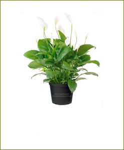 Peace Lily Wallisii (Spathiphyllum Wallisii)