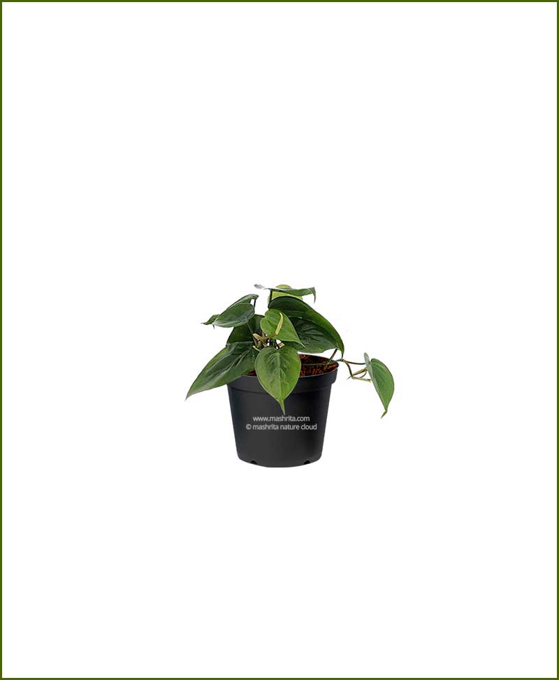 Philodendron Heartleaf Green (Heartleaf Philodendron)