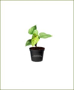 Philodendron-Mamei_Mashrita_Nature_Cloud