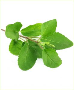 Ram Tulsi_Mashrita_Nature_Cloud Ram Tulsi_Mashrita_Nature_Cloud