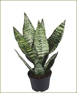 Sanseveria_ Trifasciata Robusta (Snake Plant)_Mashrita_Nature_Cloud