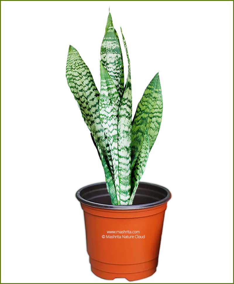 Sansevieria Trifasciata (Snake Plant)