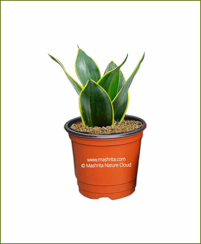 Sansevieria Hahnii Black Star (Variegated Snake Plant)