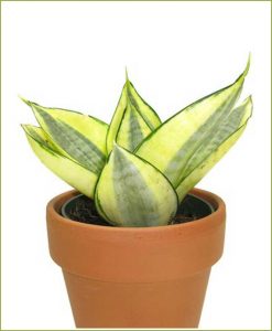 Sansevieria-Hahnii-Golden-(Snake-Plant)_Mashrita_Nature_Cloud