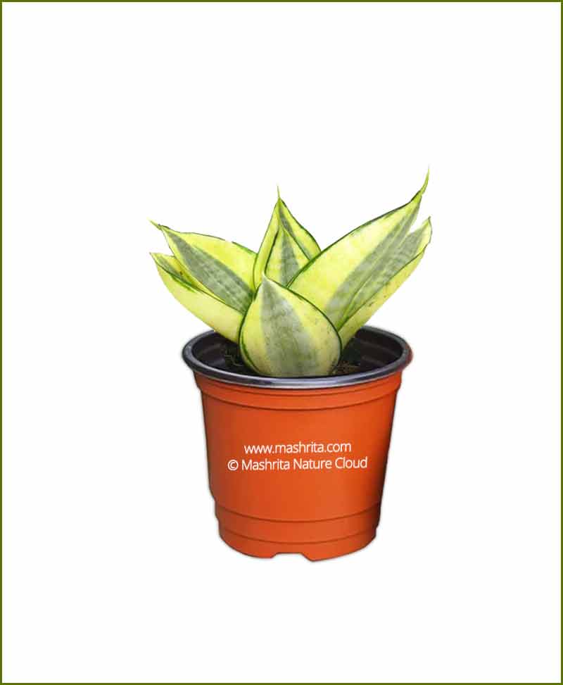 Sansevieria Hahnii Golden (Snake Plant)