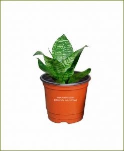 Sansevieria Hahnii Silver Frost (Variegated Snake Plant)