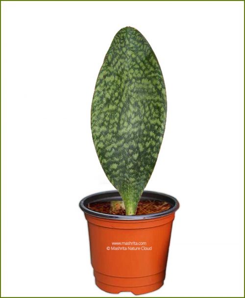 Sansevieria Masoniana (Snake Plant)