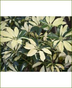 Schefflera-Petite_Mashrita_Nature_Cloud