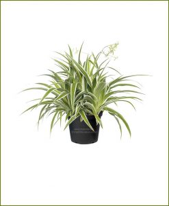 Spider Plant Chlorophytum Bichetii