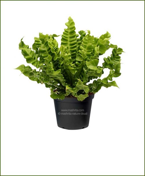 Supreme-Cobra-Fren-(Asplenium-Nidus)_Mashrita_Nature_Cloud