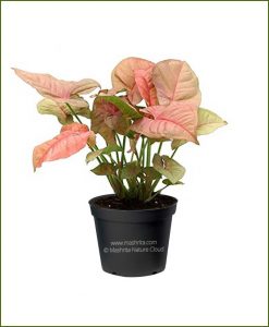 Syngonium-Red_Mashrita_Nature_Cloud