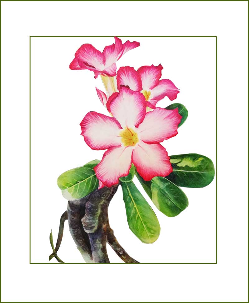 Adenium Plants