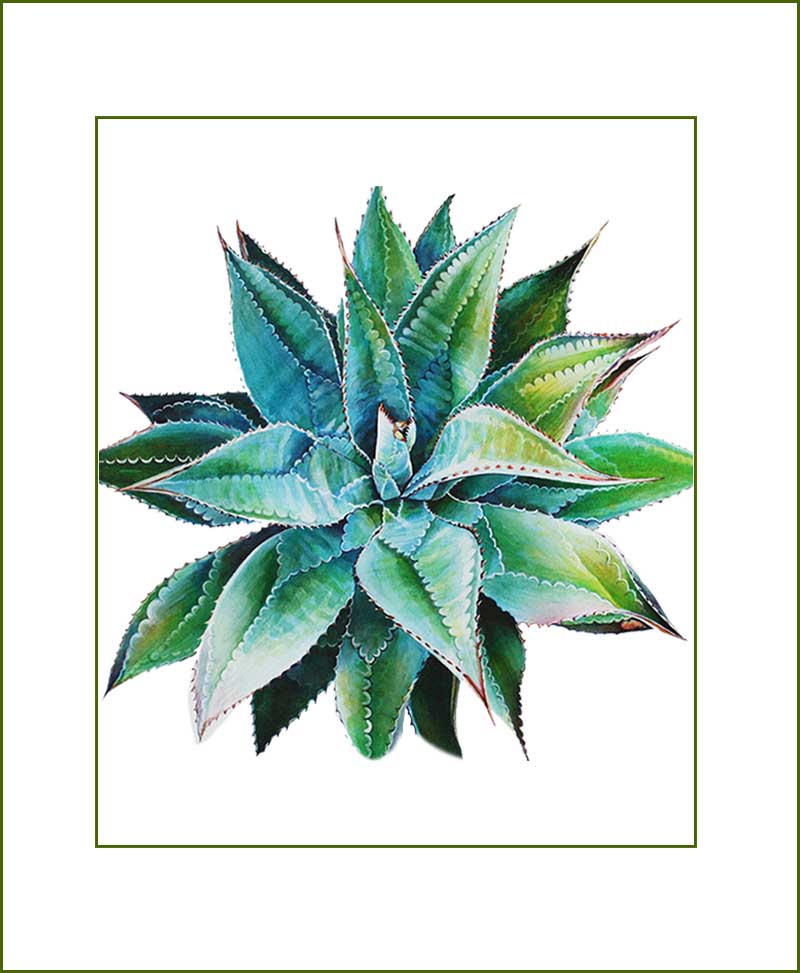 Agave Plants