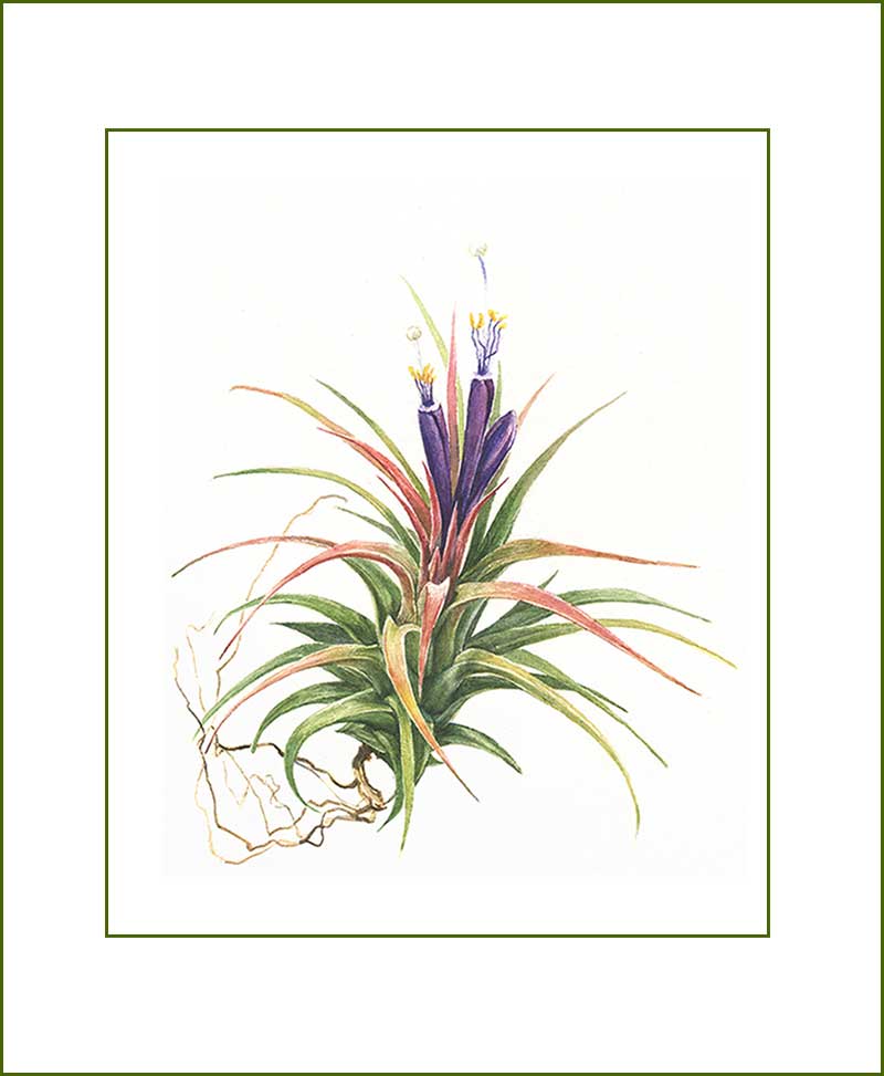 Tillandsia Air Plants
