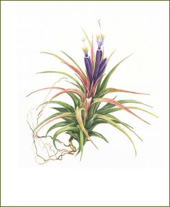 Airplants_Mashrita_Nature_Cloud