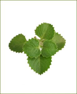 Ajwain-(Trachyspermum-Ammi)_Mashrita_Nature_Cloud