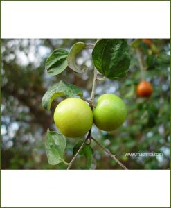 Apple Ber (Ziziphus Mauritiana)_Mashrita_Nature_Cloud