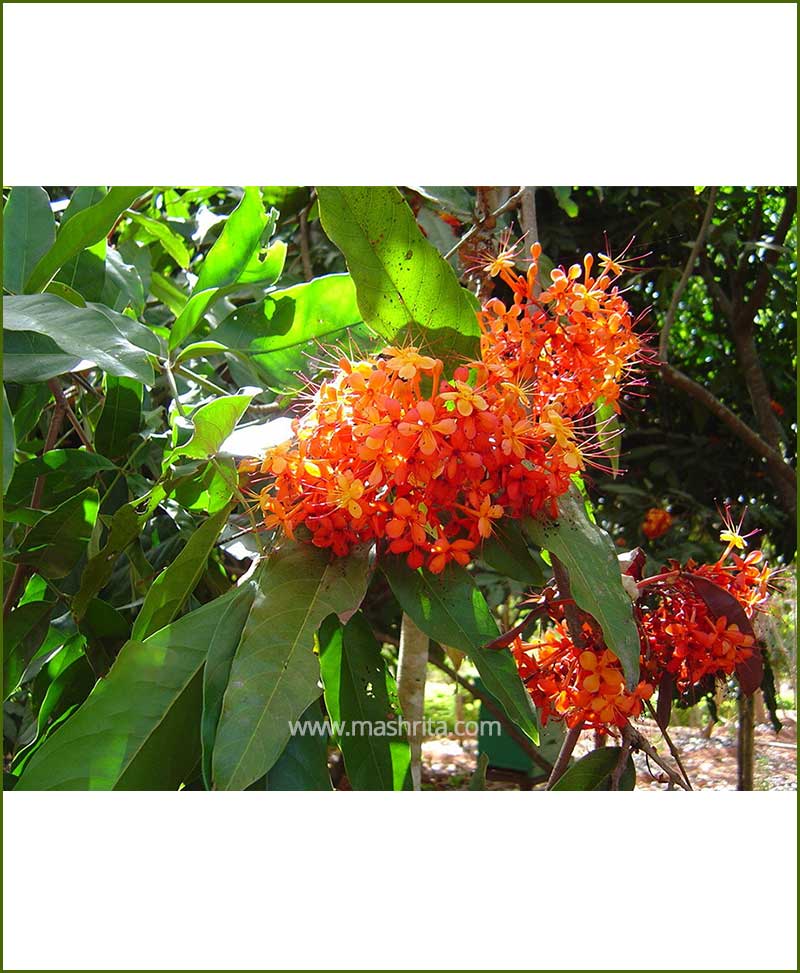 Ashok (Saraca Asoca)