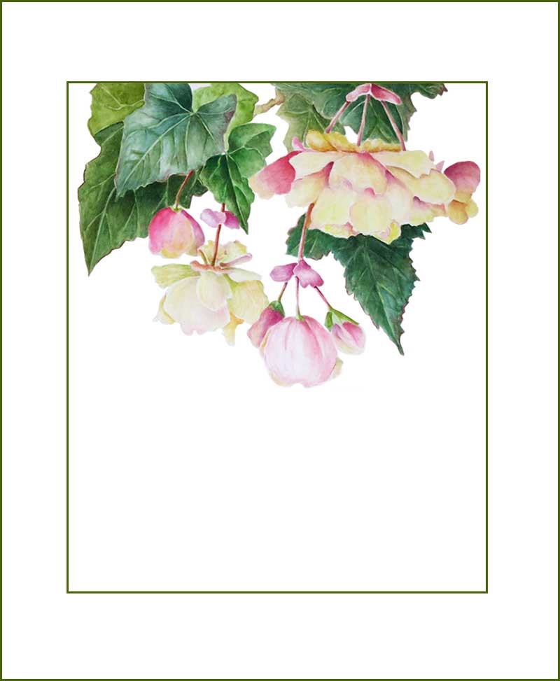 Begonia Plants
