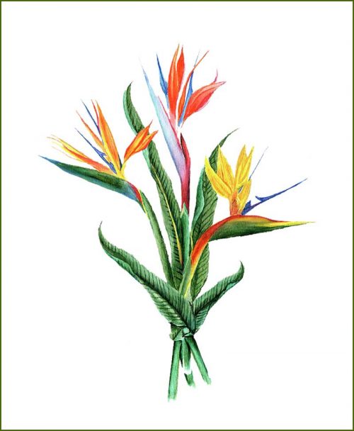 Bird of Paradise Plant