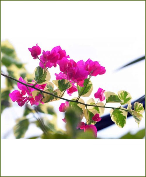 Bougainvillea Variegated