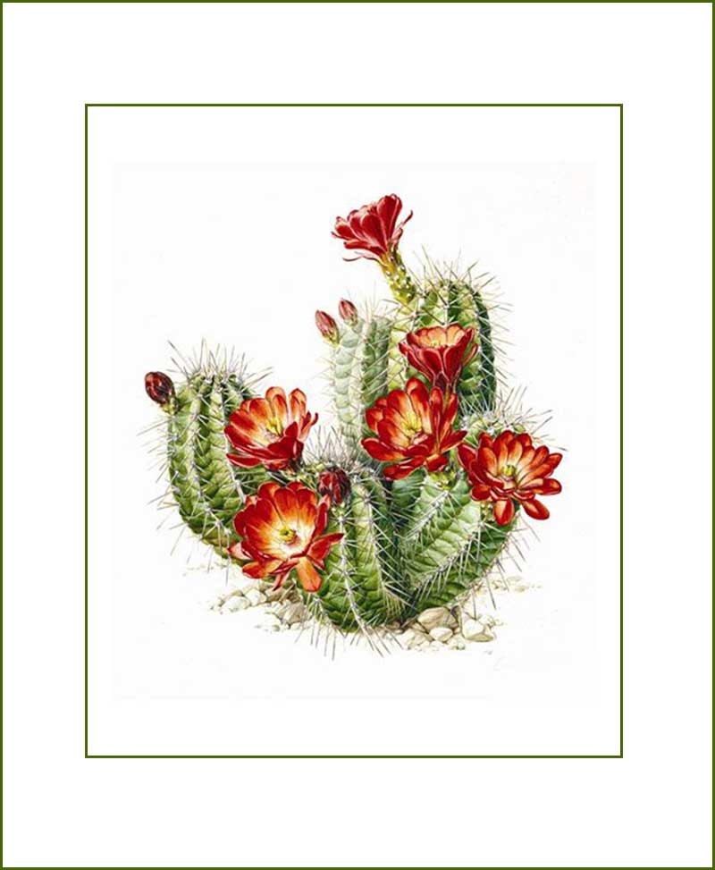 Cactus Plants
