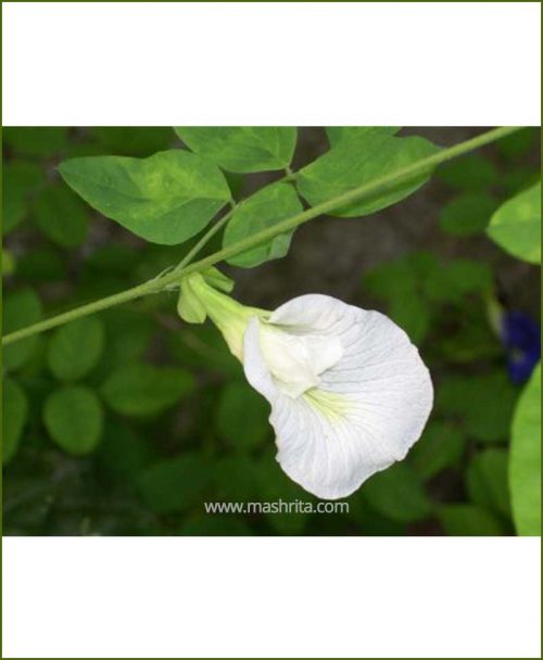 Clitoria Ternatea (Gokarna White)