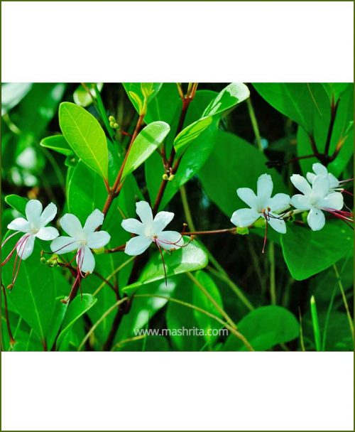Enermy (Inerme)_Mashrita_Online_Nursery