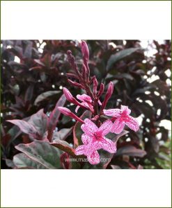 Eranthemum Atropurpureum