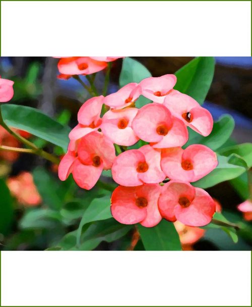 Euphorbia Plants