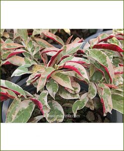 Excoecaria Bicolor Variegated (Chinese Croton)