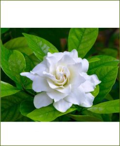 Gardenia (Ananta, Gandhraj)_Mashrita_Online-Nursery