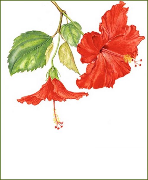 Hibiscus Plants