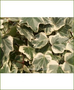 Hedera Helix (English Ivy)