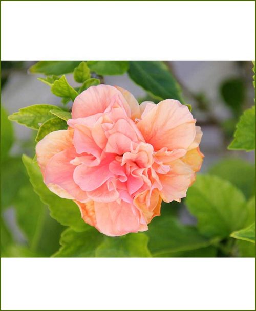 Hibiscus Double Dual Color_Mashrita_Online_Nursery